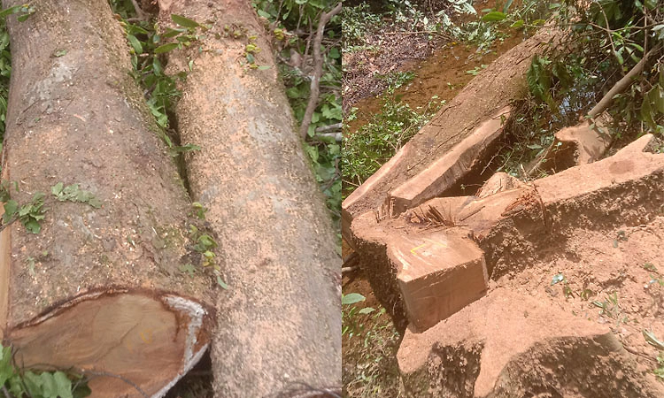 ಮುಟ್ಲುಪಾಡಿ ಅರಣ್ಯದಿಂದ ಮರ ಕಳವಿಗೆ ಯತ್ನ