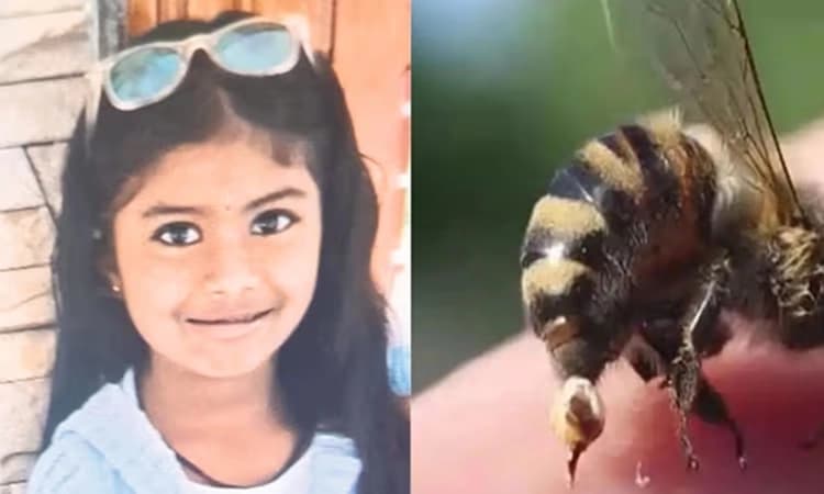 Puttur: Class 2 student dies after honeybee attack