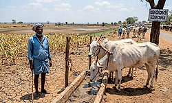 ಮೇವಿಗೂ ‘ಬರ’: ಕೈಗೆ ಬಂದ ದರಕ್ಕೆ ಜಾನುವಾರುಗಳ ಮಾರಾಟ!