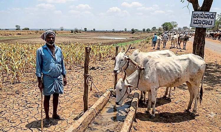 ಮೇವಿಗೂ ‘ಬರ’: ಕೈಗೆ ಬಂದ ದರಕ್ಕೆ ಜಾನುವಾರುಗಳ ಮಾರಾಟ!