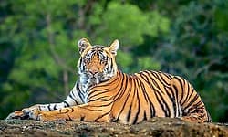 ಹುಲಿ ಬಂತು ಹುಲಿ; ಹೆಚ್ಚಿದ ಮಾನವ-ವನ್ಯಜೀವಿ ಸಂಘರ್ಷ