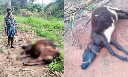 Hunsur: ಹುಲಿ ದಾಳಿಗೆ 24 ಗಂಟೆಯೊಳಗೆ 2 ಜಾನುವಾರು ಬಲಿ;  ರೈತರ ಆಕ್ರೋಶ