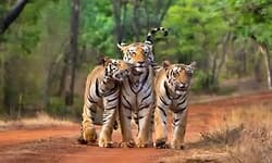 ಹುಲಿ ಗಣತಿ: ಕುದುರೆಮುಖದಲ್ಲಿ ವಿಸ್ತೃತ ತರಬೇತಿ