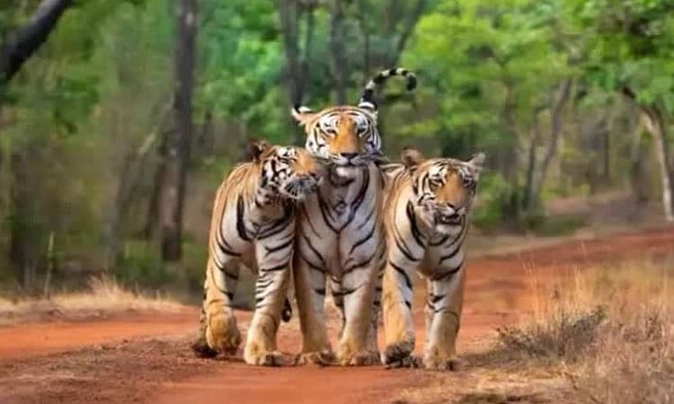 ಹುಲಿ ಗಣತಿ: ಕುದುರೆಮುಖದಲ್ಲಿ ವಿಸ್ತೃತ ತರಬೇತಿ