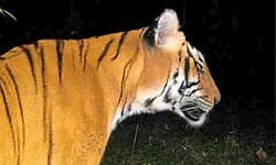 ಮುಳ್ಳಯ್ಯನಗಿರಿ ಬಳಿಕ ಮೂಡಿಗೆರೆಯಲ್ಲಿ ಕಾಣಿಸಿಕೊಂಡ ಹುಲಿ... ಕ್ಯಾಮೆರಾದಲ್ಲಿ ಸೆರೆ