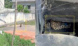 Gudibande: ದಾರಿ ತಪ್ಪಿ ಪೊಲೀಸ್ ವಸತಿ ಗೃಹದ ಬಳಿ ಬಂದ ಚಿರತೆ ಮರಿ