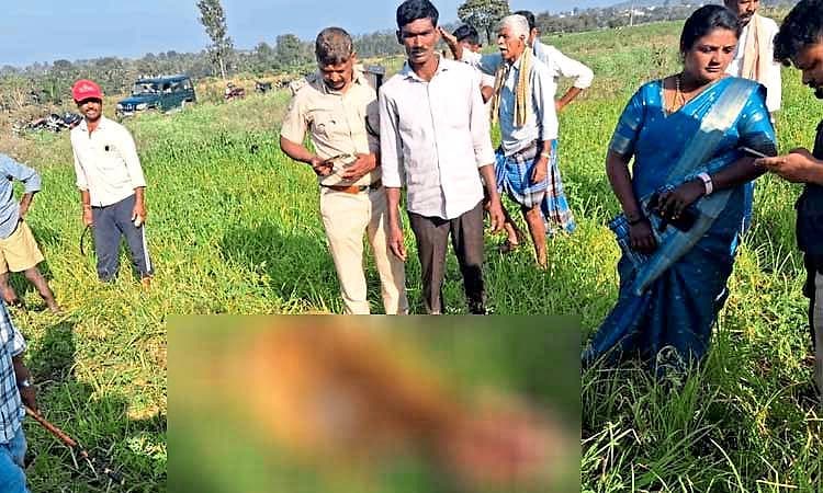 Hunsur: ಹಾಡ ಹಗಲೇ ಹುಲಿ ದಾಳಿಗೆ ಹಸು ಸಾವು