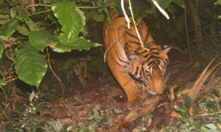 ಚಿಕ್ಕಮಗಳೂರಿನಲ್ಲಿ 4 ಹುಲಿಗಳ ಪ್ರತ್ಯಕ್ಷ; ಸಿಸಿಟಿವಿಯಲ್ಲಿ ಚಲನವಲನ ಸೆರೆ 