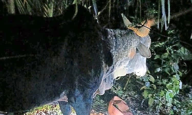 Sagara: ಆಕಸ್ಮಿಕವಾಗಿ ಬಾವಿಗೆ ಬಿದ್ದ ಗೂಳಿಯ ರಕ್ಷಣೆ