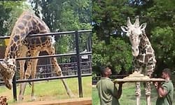 ಮೈಸೂರು ಮೃಗಾಲಯದಲ್ಲಿ ‘ಯುವರಾಜ’ನಿಗೆ 25ನೇ ಹುಟ್ಟುಹಬ್ಬ