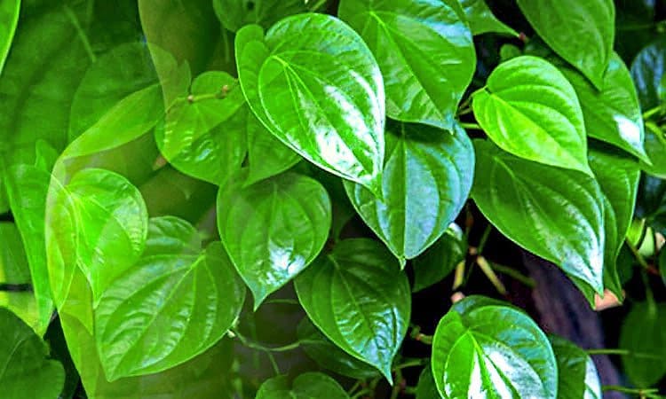 ಕರಾವಳಿಯಲ್ಲಿ ವೀಳ್ಯದೆಲೆ ಕೊರತೆ; ರೋಗಬಾಧೆಯಿಂದ ಬೆಳೆ ಕುಸಿತ; ಬೆಲೆ ಅಧಿಕ 