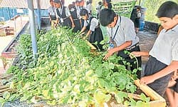 Mangaluru: ಬೊಕ್ಕಪಟ್ಣ ಸರಕಾರಿ ಶಾಲೆಯಲ್ಲರಳಿದೆ ತರಕಾರಿ ತೋಟ