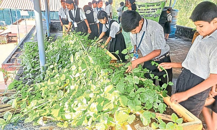 Mangaluru: ಬೊಕ್ಕಪಟ್ಣ ಸರಕಾರಿ ಶಾಲೆಯಲ್ಲರಳಿದೆ ತರಕಾರಿ ತೋಟ