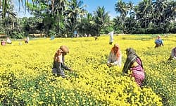 Hemmadi ಸೇವಂತಿಗೆಗೆ ಸಂಕ್ರಾಂತಿ ಕಾಲ!