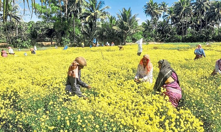 Hemmadi ಸೇವಂತಿಗೆಗೆ ಸಂಕ್ರಾಂತಿ ಕಾಲ!