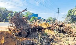 Thekkatte: ರಸ್ತೆ ಅಭಿವೃದ್ಧಿಗೆ ಸಾಲು ಮರಗಳು ಬಲಿ