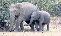 Tamil Nadu: ನಾಡಬಾಂಬ್ ಸೇವಿಸಿ ಆನೆ ಮರಿ ಸಾವು; ಓರ್ವ ರೈತನ ಬಂಧನ