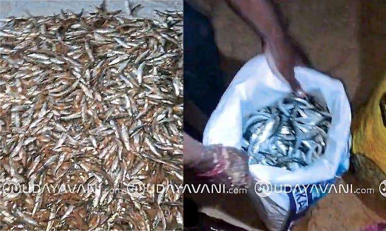 Hejamadi: ಕಡಲ ಕಿನಾರೆಯಲ್ಲಿ ‘ಬೂತಾಯಿ’ ಸುಗ್ಗಿಯೋ ಸುಗ್ಗಿ