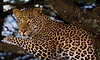 UP: Leopard that killed 7-yr-old boy captured after 3-week operation in Lakhimpur Kheri