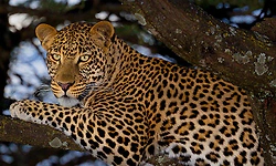 Leopard sighting in Kinnigoli creates panic among villagers