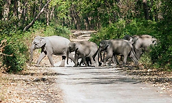 Four of family among six trampled to death by wild elephants in Jharkhand
