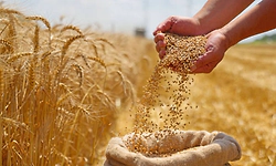 Government approves 25 lakh tons of wheat exports