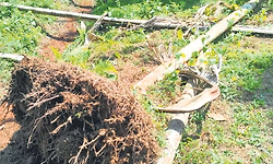 ಪೆರ್ನಾಜೆ: ಕೃಷಿ ತೋಟಕ್ಕೆ  ಮತ್ತೆ ಕಾಡಾನೆ ದಾಳಿ