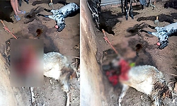 Hanur: ಚಿರತೆ ದಾಳಿಗೆ 2 ಮೇಕೆಗಳು ಮೃತ್ಯು