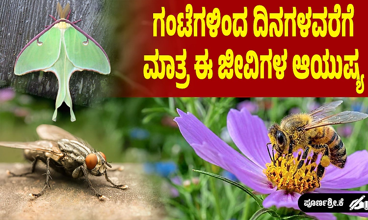 ಗಂಟೆಗಳಿಂದ ದಿನಗಳವರೆಗೆ ಮಾತ್ರ ಇವುಗಳ ಆಯುಷ್ಯ; ಅತೀ ಕಡಿಮೆ ಅವಧಿಯ ಜೀವನ ನಡೆಸುವ ಜೀವಿಗಳಿವು..