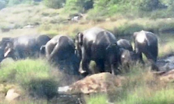 ಕಡಬ: ನದಿ ದಾಟಿ ಹೋದ ಕಾಡಾನೆ ಹಿಂಡು