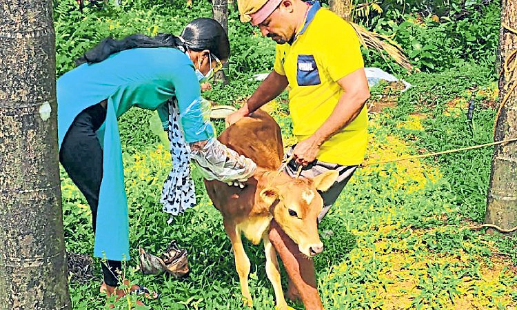 Karkala: ಕರುಗಳಿಗೆ ಕಂದುರೋಗ ಲಸಿಕೆ
