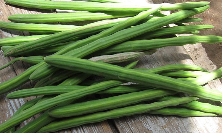 ನುಗ್ಗೆಕಾಯಿ:ಕೆ.ಜಿ.ಗೆ 300ರಿಂದ 20 ರೂ.ಗೆ ಕುಸಿತ!