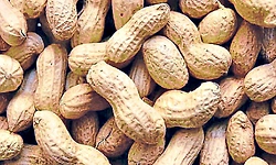 ಉಡುಪಿ ಜಿಲ್ಲೆ: ಕುಸಿಯುತ್ತಿರುವ ಶೇಂಗಾ ಬೆಳೆಗೆ ಬೇಕಿದೆ ಬೂಸ್ಟರ್‌