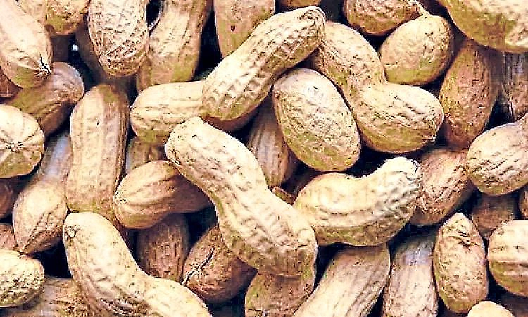 ಉಡುಪಿ ಜಿಲ್ಲೆ: ಕುಸಿಯುತ್ತಿರುವ ಶೇಂಗಾ ಬೆಳೆಗೆ ಬೇಕಿದೆ ಬೂಸ್ಟರ್‌