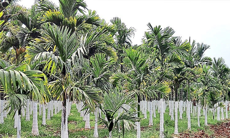 Udupi: Sudden rains spark fears of pest infestation in Horticultural Crops