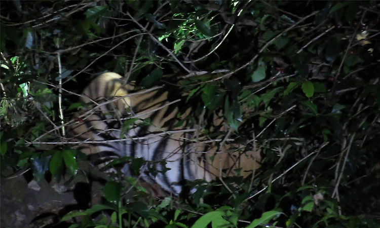 Injured tiger with snare spotted near Mullayanagiri, forest officials intensify rescue efforts