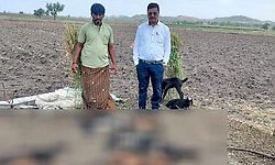 Siruguppa: ತೋಳದ ದಾಳಿಗೆ 11 ಕುರಿಗಳ ಸಾವು