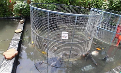 Hilltop fish farming proves profitable for young farmer in Panapila