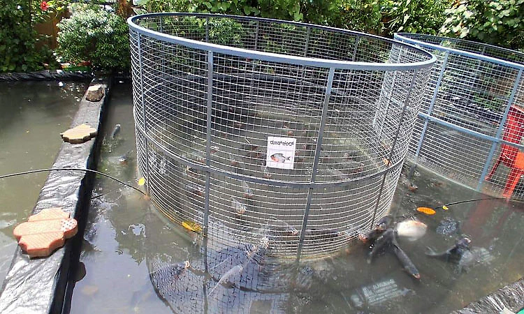 Hilltop fish farming proves profitable for young farmer in Panapila