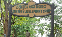 Elephant camps in Karnataka likely to reopen for tourists soon with new safety measures