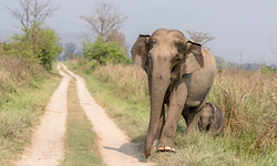 Female elephant, calf die after being hit by train near Kerala-TN border