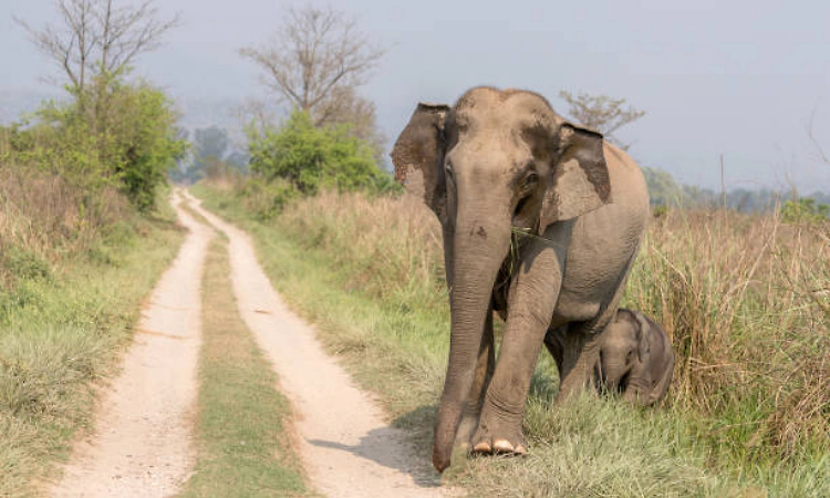 Female elephant, calf die after being hit by train near Kerala-TN border