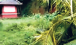 ಸುಳ್ಯ: ಸೋಣಂಗೇರಿ ಸುತ್ತಮುತ್ತ ಕಾಡಾನೆಗಳ ಹಾವಳಿ