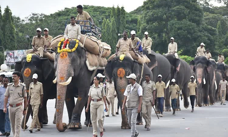 Mysore: ದಸರಾ ಗಜಪಡೆ ಆಯ್ಕೆ ಪೂರ್ಣ: 20 ರಿಂದ 25 ಆನೆಗಳ ಪಟ್ಟಿ ಸಿದ್ಧ