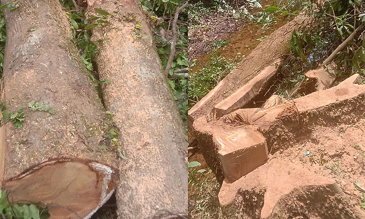 Attempt to transport felled trees in Mutlupadi