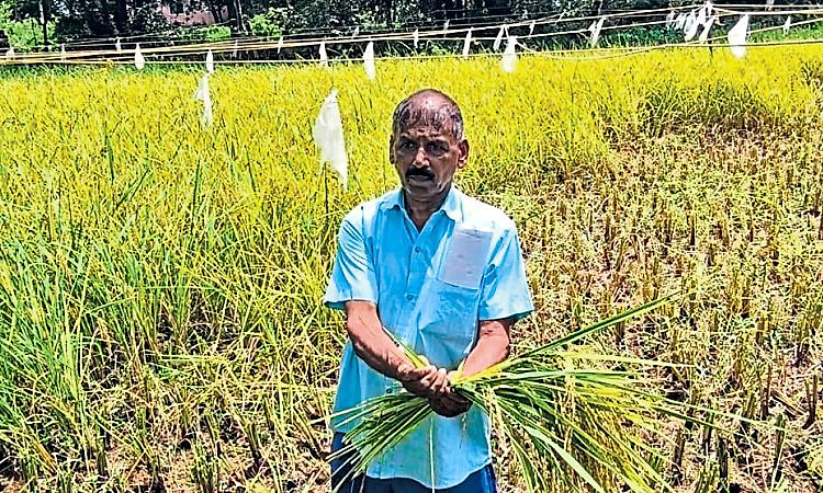 ಗಣೇಶೋತ್ಸವ: ಸೌಹಾರ್ದ ವೈಭವ
