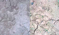 ನೆಕ್ಕಿಲಾಡಿ: ನಾಯಿಯನ್ನು ಬೇಟೆಯಾಡಿದ ಚಿರತೆ