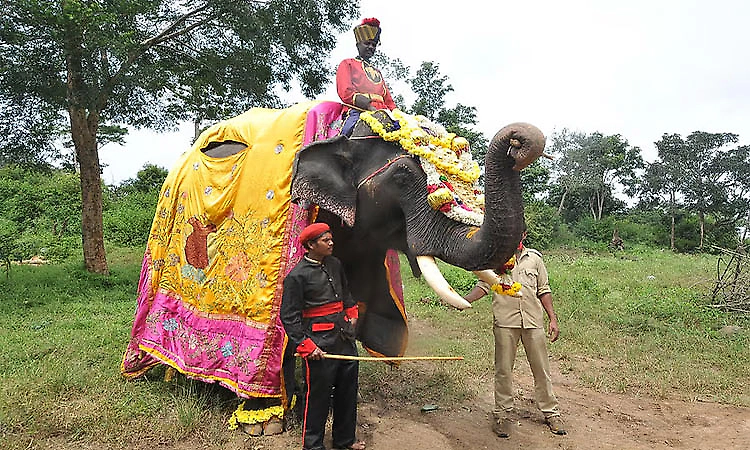 Srirangapatna Dasara: Dhananjaya replaces Mahendra