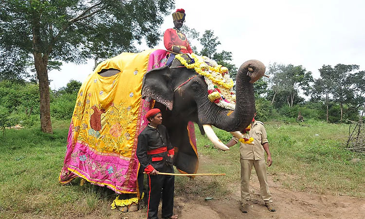 ಶ್ರೀರಂಗಪಟ್ಟಣ ದಸರೆಗೆ ಮಹೇಂದ್ರ ಔಟ್‌, ಧನಂಜಯ ಇನ್‌