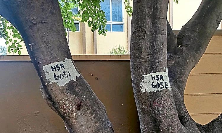 Bengaluru; ರಾಜಧಾನಿಯಲ್ಲಿ ಶೇ.60ರಷ್ಟು ಮರ ಗಣತಿ ಪೂರ್ಣ